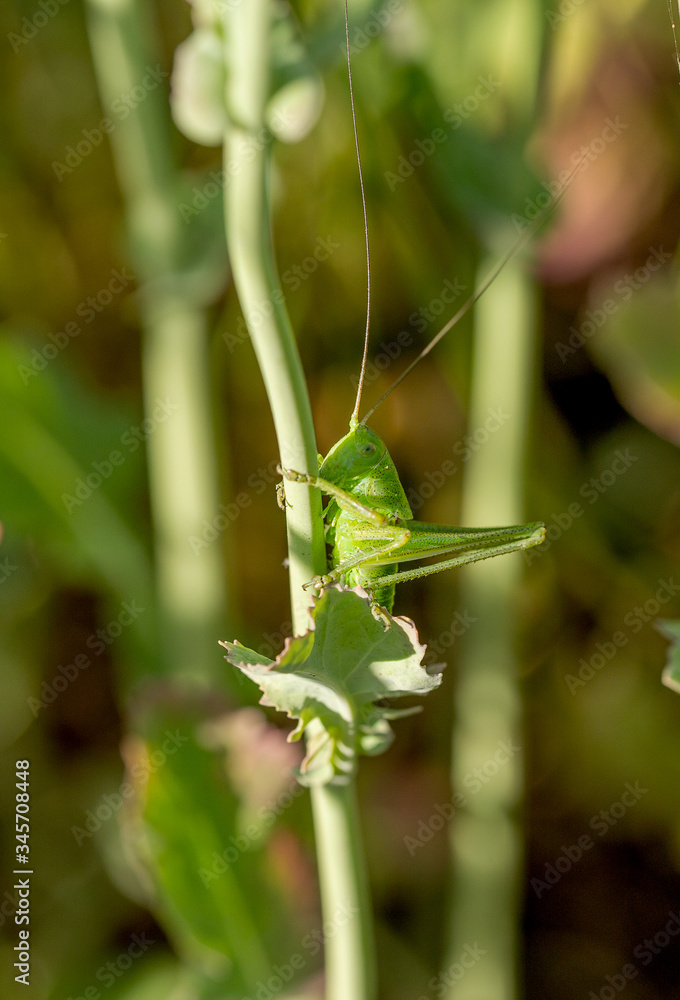 green grasshopper on the grass on a blurred background. Grasshopper on a flower macro view. Grasshopper profile. Grasshopper macro view. locust green grasshopper on the grass on a blurred background. Grasshopper on a flower macro view. Grasshopper profile. Grasshopper macro view. locust