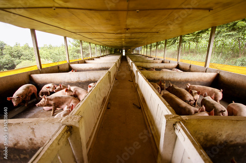 Obraz na płótnie Interior de um grande chiqueiro em uma fazenda do interior