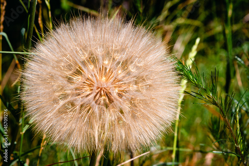 Dandelion on a background of green grass. Close-up.