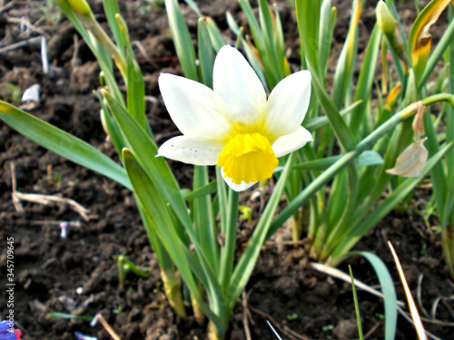yellow crocus flowers