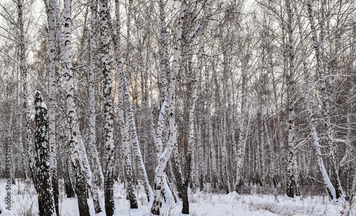 Winter landscape of a birch forest. Horizontal photography.