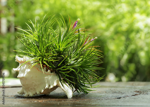 Air plant scientific name Tillandsia with green blur background. photo