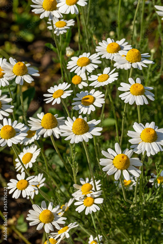 Bloom. Chamomile. Blooming chamomile field, chamomile flowers on meadow in summer, selective focus, blur. Beautiful nature scene with blooming medical daisies on sun day. Beautiful meadow background Bloom. Chamomile. Blooming chamomile field, chamomile flowers on meadow in summer, selective focus, blur. Beautiful nature scene with blooming medical daisies on sun day. Beautiful meadow background