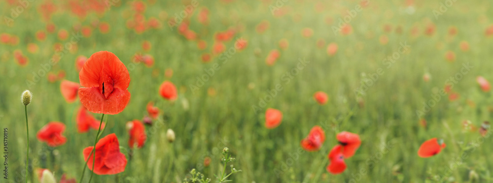 Bright red poppy flowers growing in field of green unripe wheat, wide banner Bright red poppy flowers growing in field of green unripe wheat, wide banner