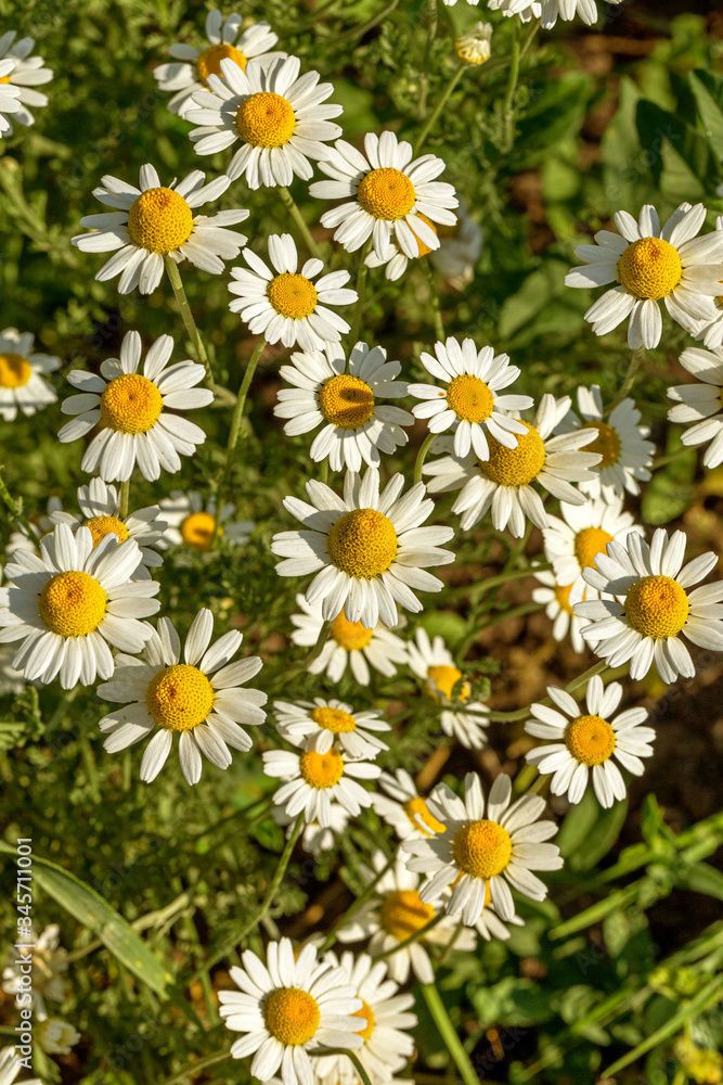Bloom. Chamomile. Blooming chamomile field, chamomile flowers on meadow in summer, selective focus, blur. Beautiful nature scene with blooming medical daisies on sun day. Beautiful meadow background Bloom. Chamomile. Blooming chamomile field, chamomile flowers on meadow in summer, selective focus, blur. Beautiful nature scene with blooming medical daisies on sun day. Beautiful meadow background