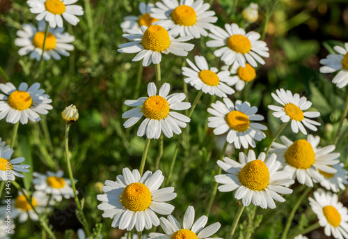 Bloom. Chamomile. Blooming chamomile field  chamomile flowers on  meadow in summer  selective focus  blur. Beautiful nature scene with blooming medical daisies on sun day. Beautiful meadow background