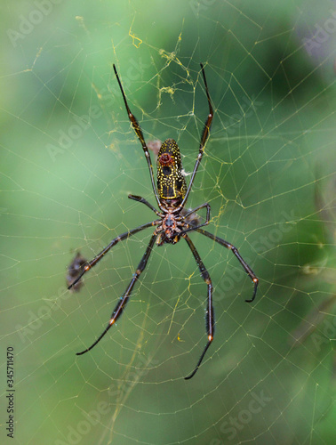 Wielki jadowity pająk w Brazylii