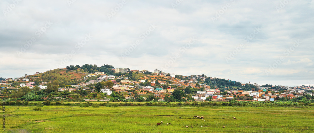 Typical landscape of Madagascar on overcast cloudy day - zebu cattle grazing at wet rice fields in foreground, houses on small hills of Antananarivo suburb