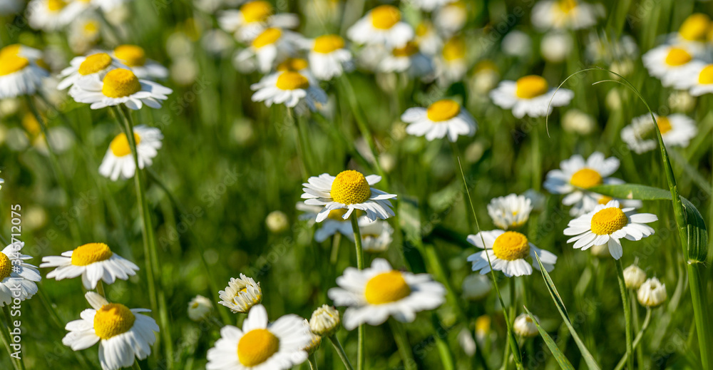 Bloom. Chamomile. Blooming chamomile field, chamomile flowers on meadow in summer, selective focus, blur. Beautiful nature scene with blooming medical daisies on sun day. Beautiful meadow background Bloom. Chamomile. Blooming chamomile field, chamomile flowers on meadow in summer, selective focus, blur. Beautiful nature scene with blooming medical daisies on sun day. Beautiful meadow background