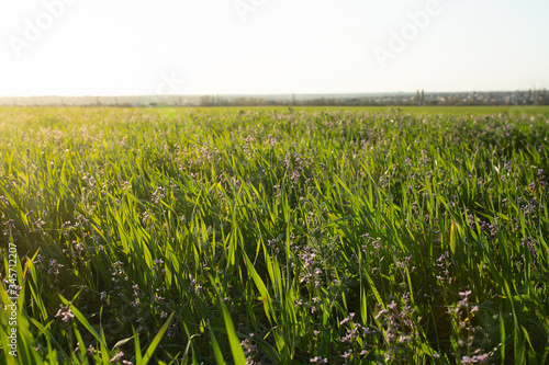 Green field with flowers in the rays of sunlight.