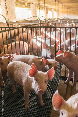 Pig farms in confinement mode