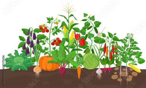 Garden with vegetable plants growing in the garden - vector flat illustration, group of vegetable plants in soil isolated on white background.