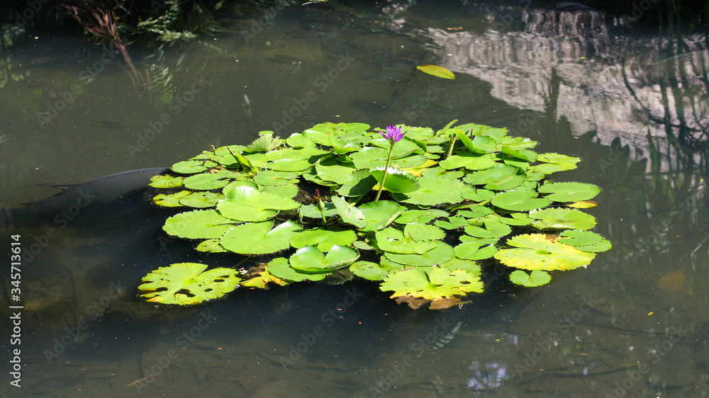Grupo de vitórias régias em um lago com uma flor lilás no meio e peixes nadando sob a superfície. Grupo de vitórias régias em um lago com uma flor lilás no meio e peixes nadando sob a superfície.