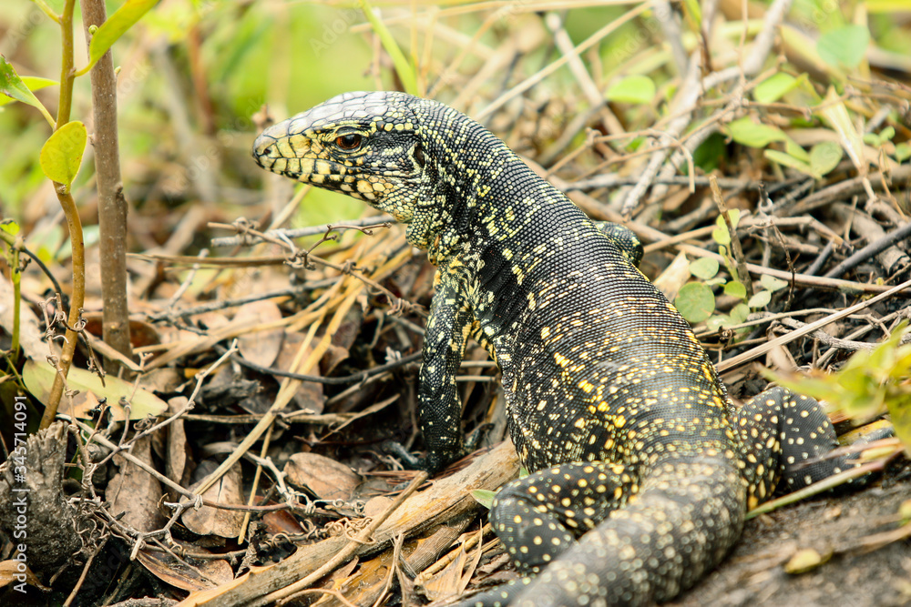 Lagarto gigante em retrato de perfil no meio da floresta rasteira. Lagarto gigante em retrato de perfil no meio da floresta rasteira.