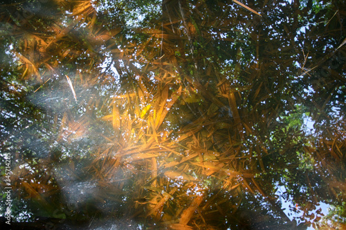 Folhas velhas no fundo de um lago raso, com reflexo da floresta na superfície. photo