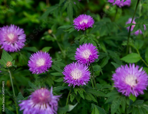 Cornflower  Centaurea cyanus  Asteraceae. Cornflower grass or bachelor flower in the garden. Natural background of blue spring flowers close-up