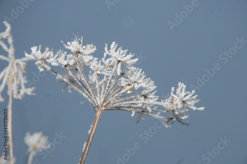 Snowflakes on a hogweed plant. © Александр Бутылов