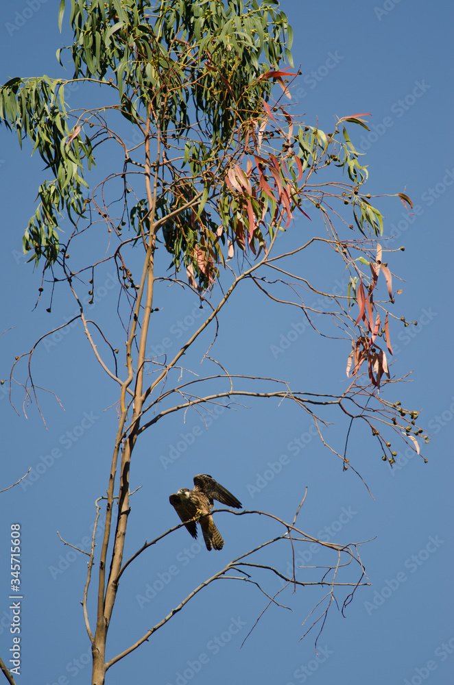 Eleonora's falcon (Falco eleonorae) landing on a eucalyptus branch. The Nublo Rural Park. Tejeda. Gran Canaria. Canary Islands. Spain. Eleonora's falcon (Falco eleonorae) landing on a eucalyptus branch. The Nublo Rural Park. Tejeda. Gran Canaria. Canary Islands. Spain.