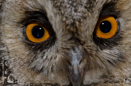 Face of a long-eared owl Asio otus canariensis. The Nublo Rural Park. Tejeda. Gran Canaria. Canary Islands. Spain.