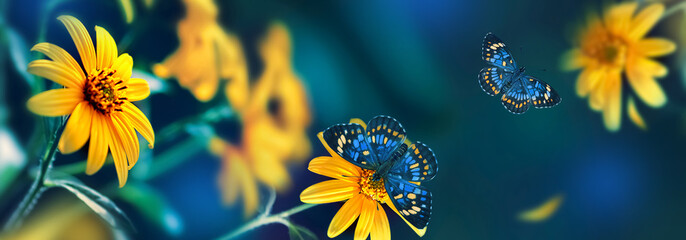 Small yellow bright summer flowers and tropical butterflies  on a background of blue and green foliage in a fairy garden. Macro artistic image. Banner format.