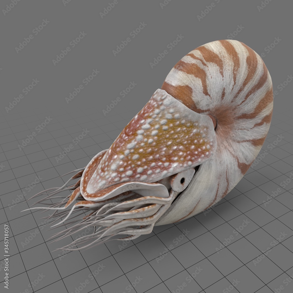 Nautilus 3DStockmedium Adobe Stock