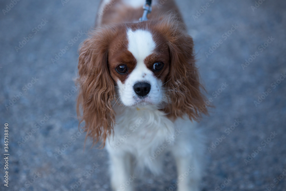Cavalier King Charles Spaniel for a walk. Dog with a collar and a leash. The female dog.