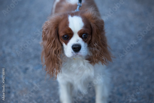 Cavalier King Charles Spaniel for a walk. Dog with a collar and a leash. The female dog. © IvSky