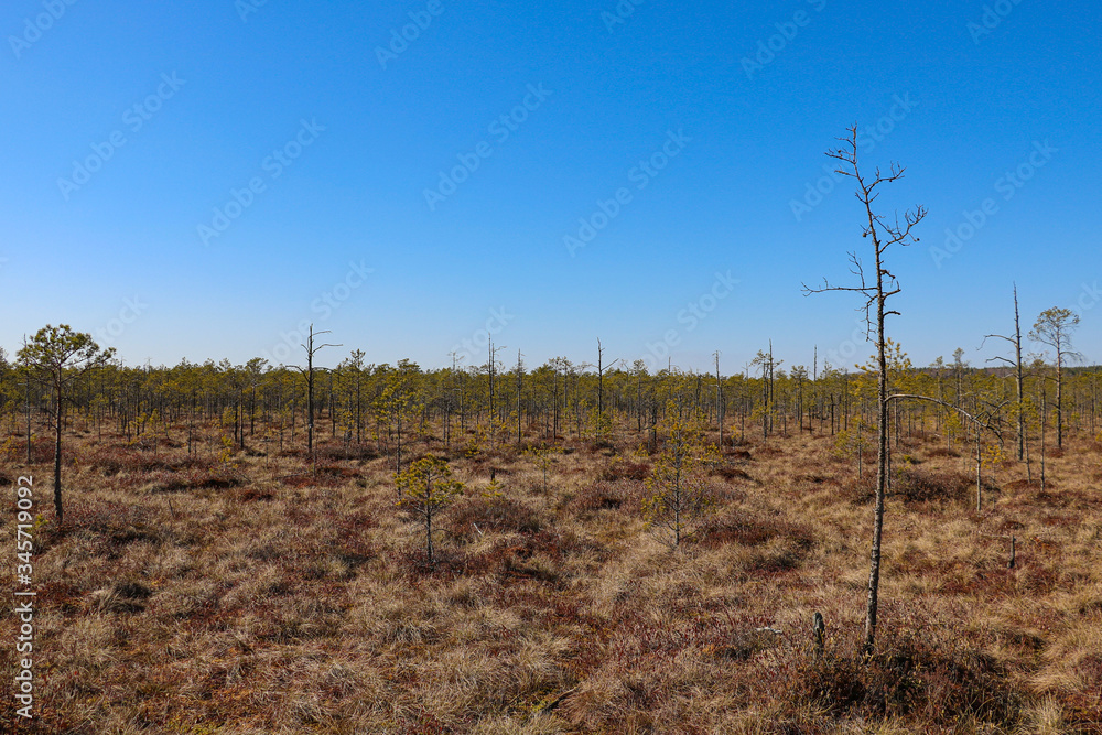 View of a young beautiful swamp. A plot of terrain characterized by excessive moisture, a hygrophilous living ground cover. Selective focus. View of a young beautiful swamp. A plot of terrain characterized by excessive moisture, a hygrophilous living ground cover. Selective focus.