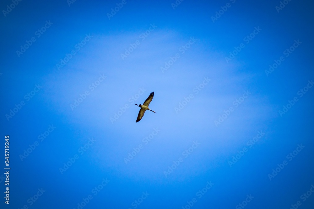 Soaring crane birds in blue the sky Soaring crane birds in blue the sky