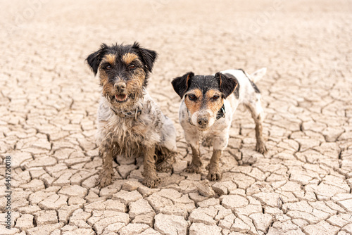 two cute small dirty dogs Jack Russell Terrier dogs are sitting and standing in the dried up Forggensee in Bavary Germany photo