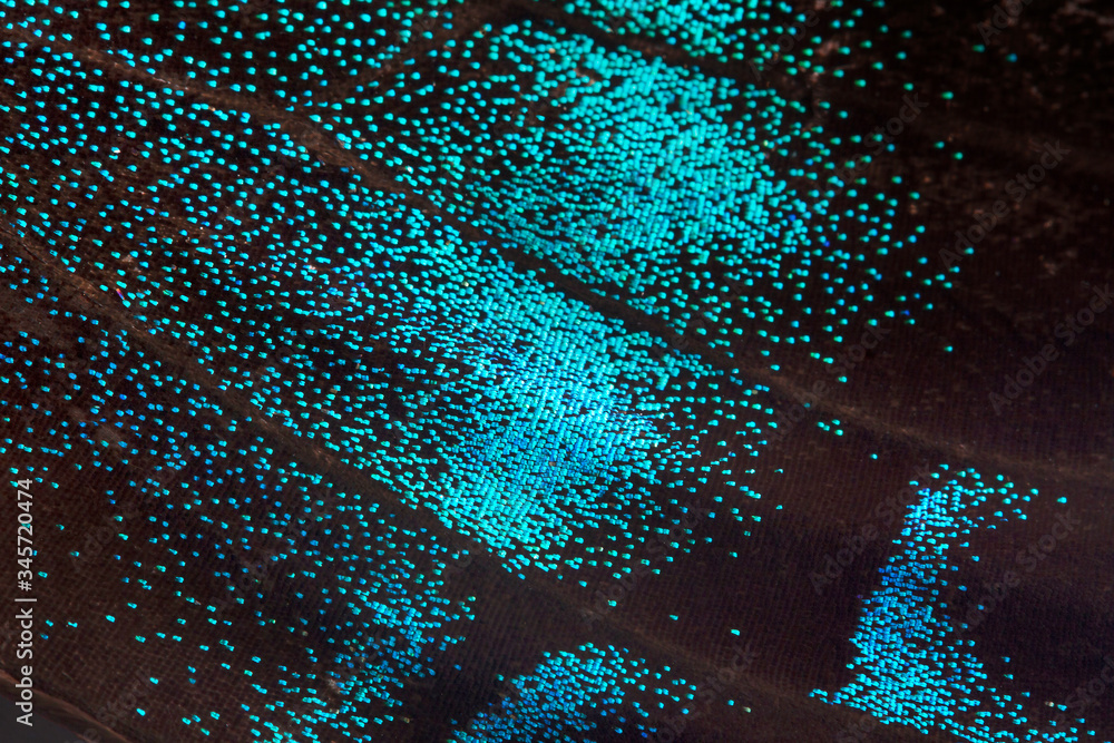 Fototapeta premium A butterfly wing fragment. A macro photo, a background of Papilio maackii Menetres, the alpine black swallowtail.