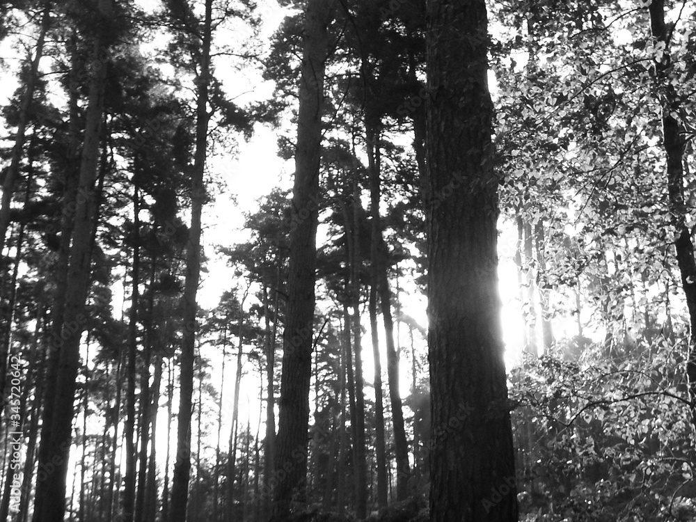 Fototapeta premium Black and White landscape