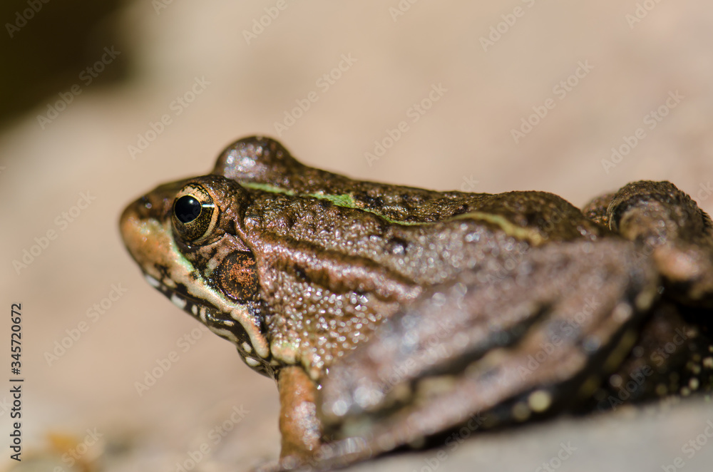 Naklejka premium Perez's frog Pelophylax perezi. The Nublo Rural Park. Tejeda. Gran Canaria. Canary Islands. Spain.