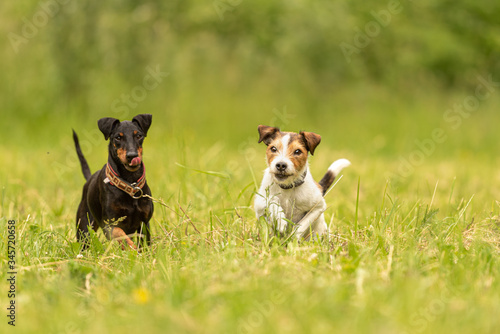 Bild auf Leinwand Parson Russell Terrier and black Manchester Terrier Dog