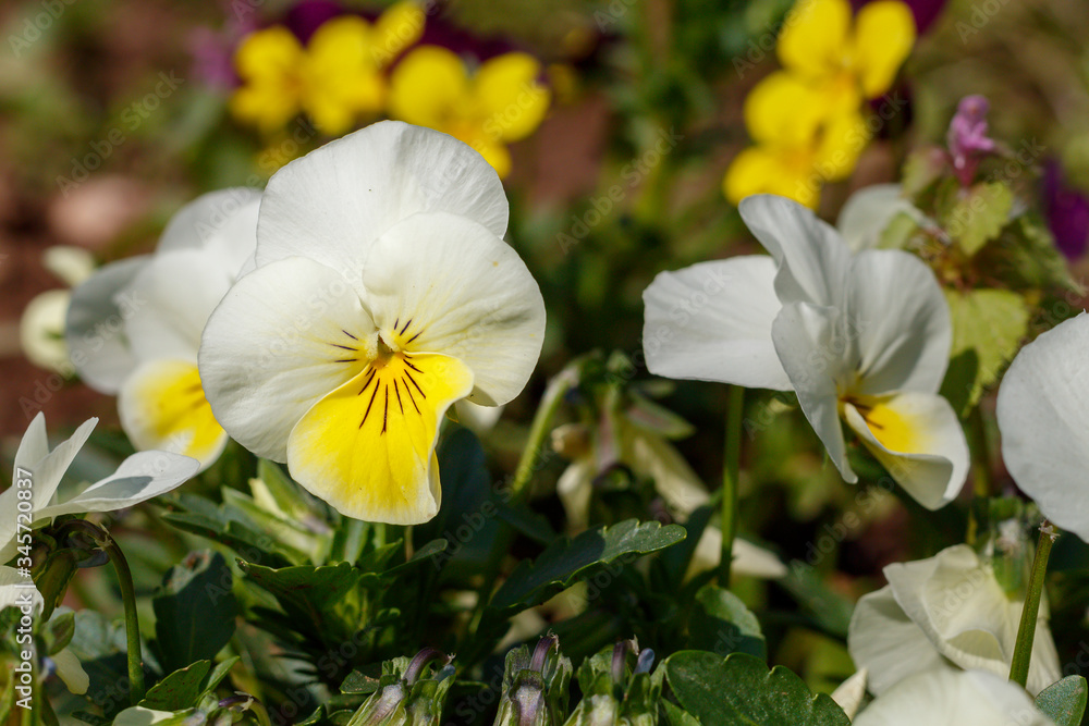 White Violet in Spring Blossom Close Up White Violet in Spring Blossom Close Up