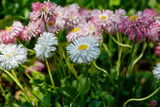 Beautiful Daisies in The Grass Close Up
