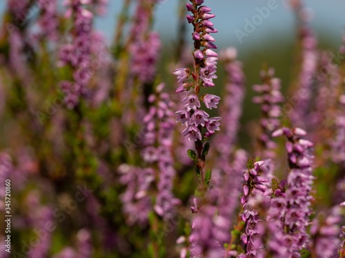 Close up of beautiful blooming purple heather flower. Selective focus.