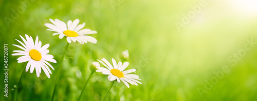 Panoramic Nature Summer Background with chamomile flowers