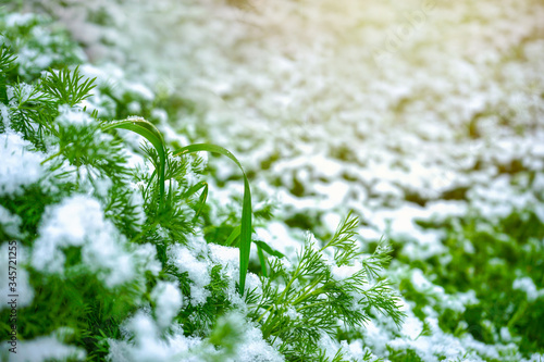 green grass covered with snow. spring time. green field with snow.