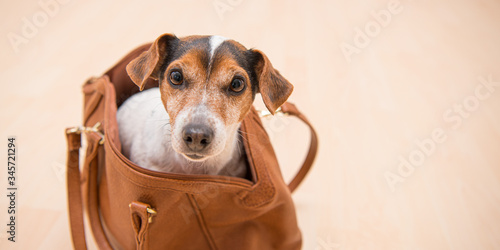 Little cute Jack Russell Terrier dog sits in a brown handbag and looks funny out. © Karoline Thalhofer
