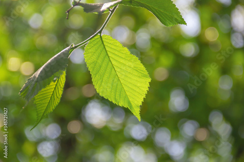 Springtime. Spring foliage on green bokeh background.