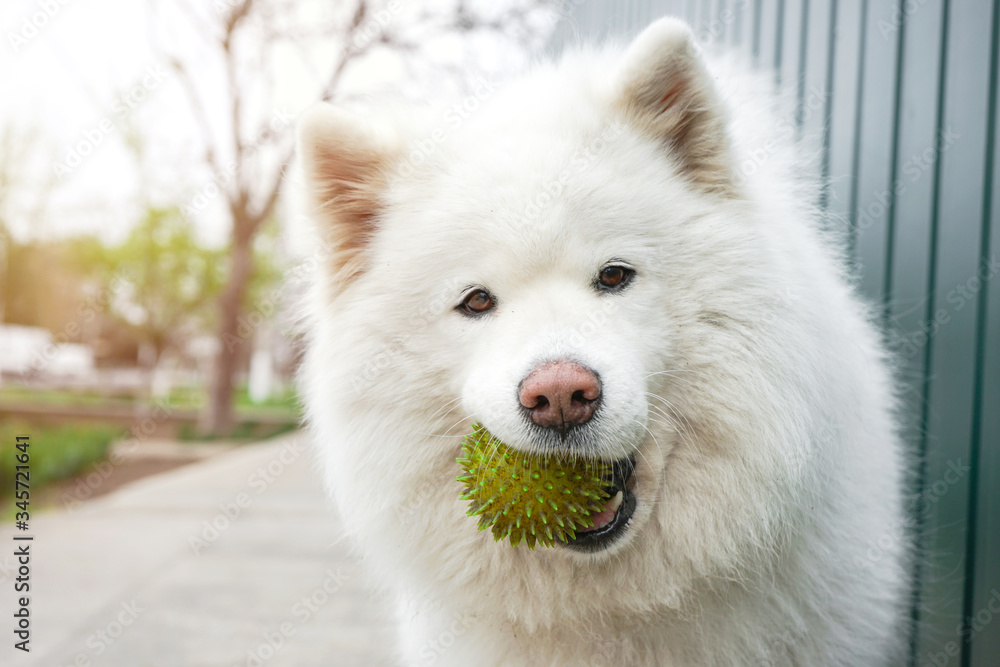 Happy white dog with a ball in a mouth. Samoyed close-up portrait      