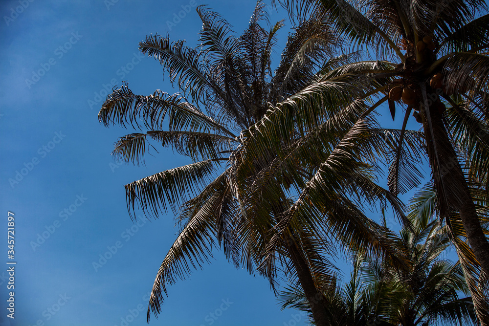 Beautiful palm trees by the ocean. Indonesia Beautiful palm trees by the ocean. Indonesia