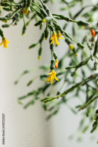 Wallpaper Mural Small yellow flowers on green branches on a light background. Indoor plant. Plenty of room for text. Torontodigital.ca