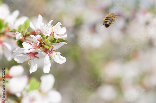 A bee has collected nectar on the white flowers of a cherry bush and flies away.