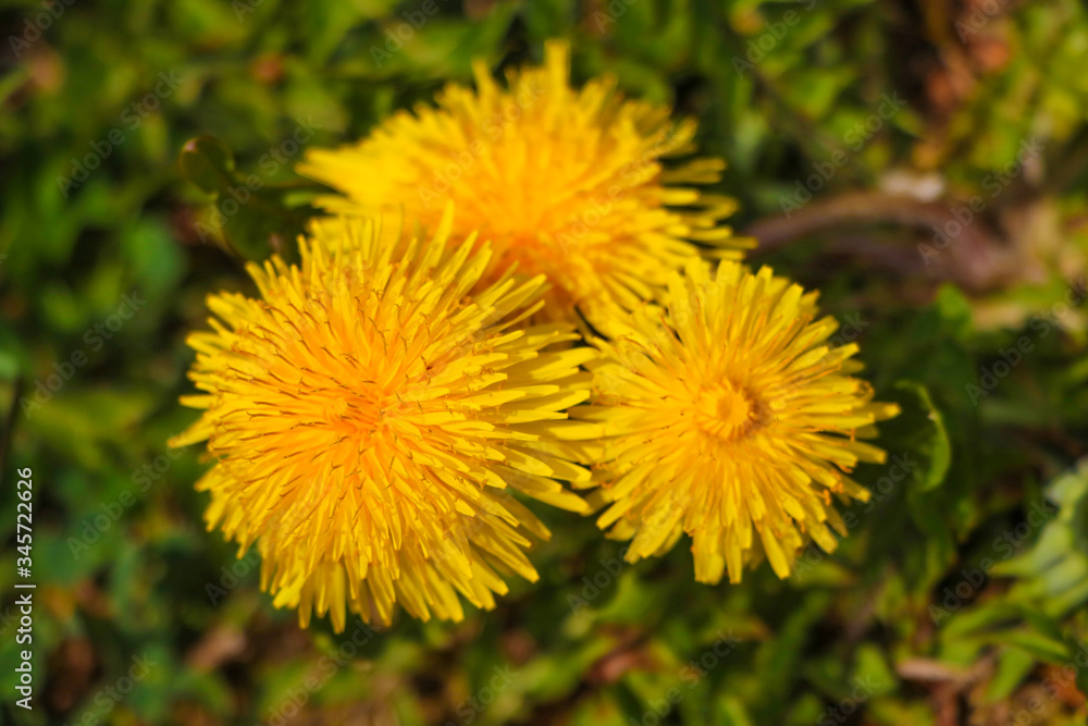 Dandelion macro photo. Yellow dandelion flower. Green dandelion leaves. Dandelion macro photo. Yellow dandelion flower. Green dandelion leaves.