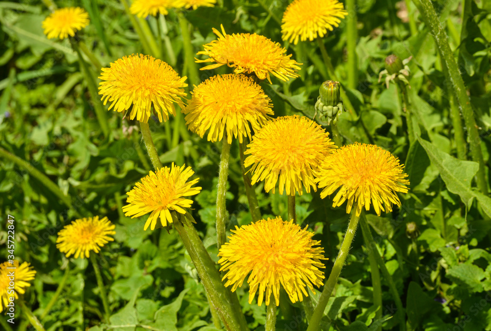 Dandelions.
