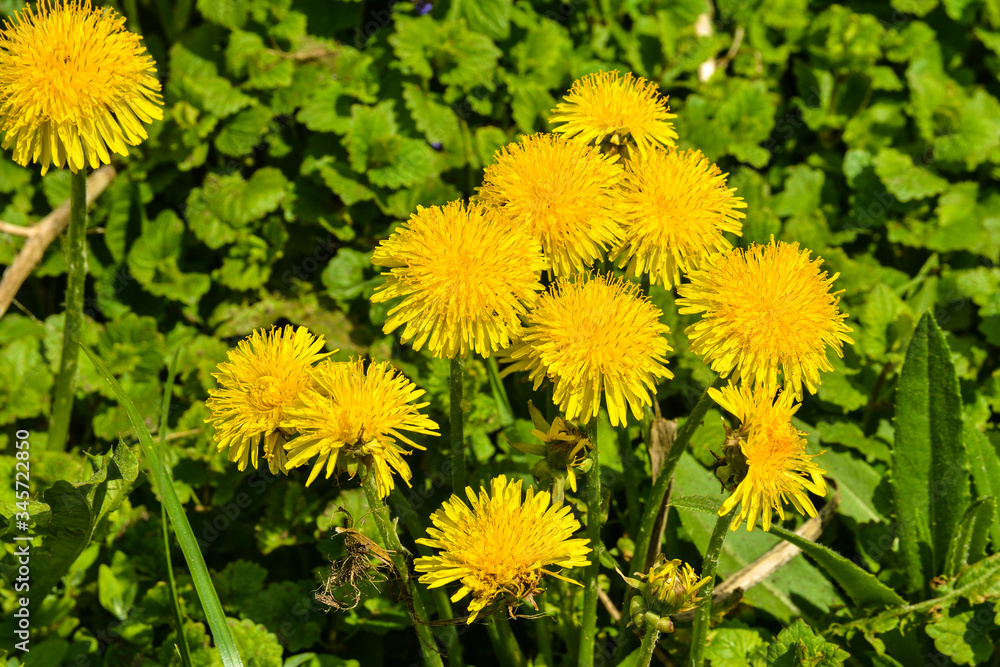 Dandelions. Dandelions.