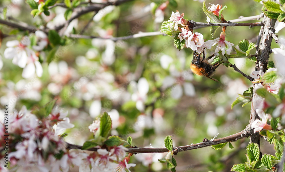 Bumblebee collects nectar on the flowers of a bush. Bumblebee collects nectar on the flowers of a bush.