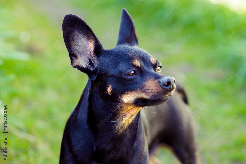 Black dog of toy terrier breed posing in summer grass
